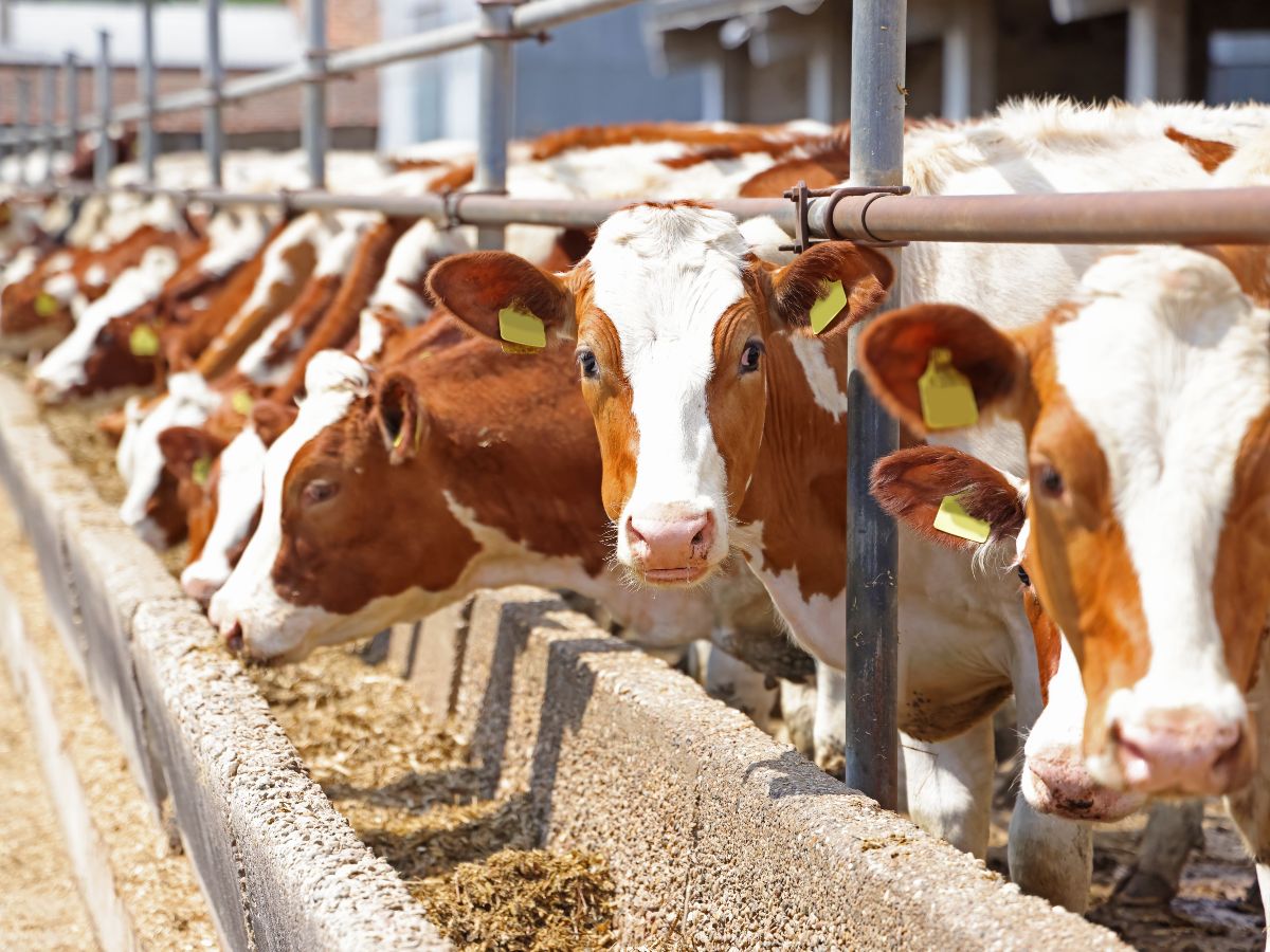 Automated feeding systems for livestock farms